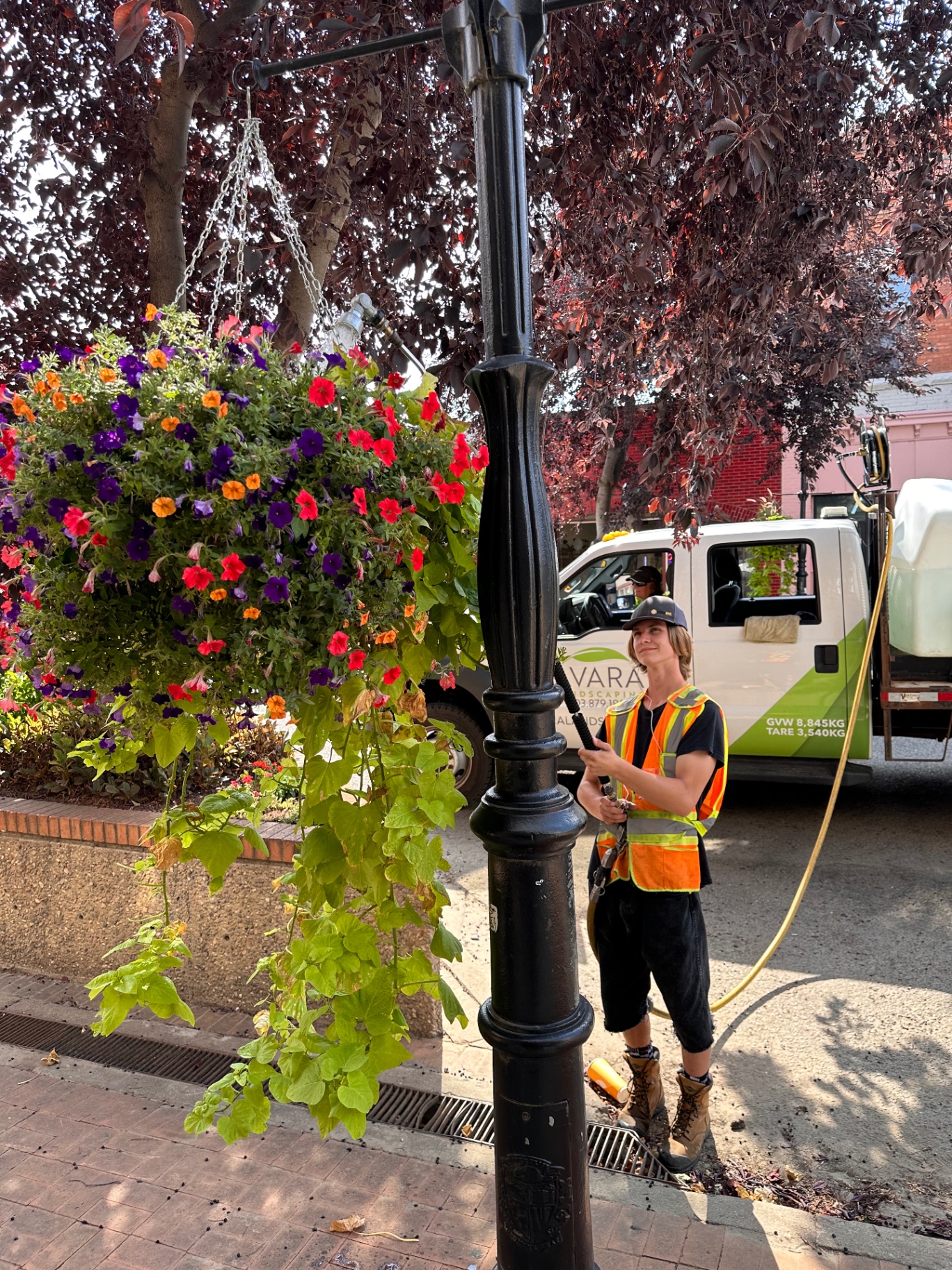 Downtown Medicine Hat — Hanging Basket Program — Municipal property care project in Medicine Hat, AB